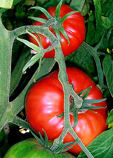 Un gen del tomate puede servir al tratamiento del tumor cerebral